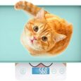 Digital-Pet-Scale-for-Small-Animal-Whelping-ScaleMini-Precision-Gram.jpg