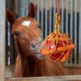 Horse-Carrot-Feed-Toy-Hanging-Carrot-Feeding-Toy-Horse-Treat.jpg