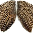 1-Pair-Natural-Ringneck-Pheasant-Hen-Whole-Wing-Feather