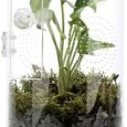 Jumping-Spider-Enclosure-11566-Air-Hole-364-Micro-Habitat-Terrariums.jpg