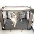 Pet Oxygen Cage for Large Dogs to Obtain Oxygen/Nebulizing Care, Tube Kit and Mat Included (L- 43.3x31.5x31.5)
