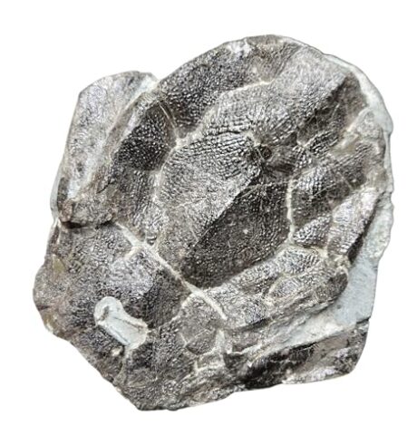 bothriolepis Canadensis Fish Mineral Fossil Stone Healing Crystal Fossils