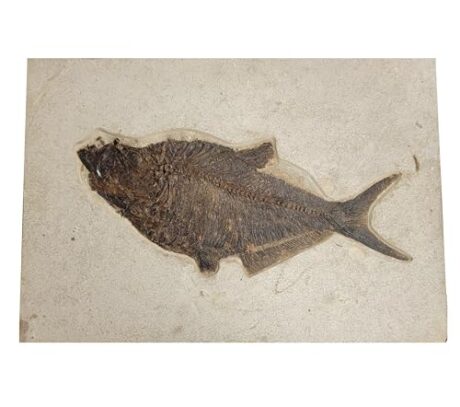 diplomystus dentatus Fish Mineral Healing Stone Crystal geofossiles PO7538